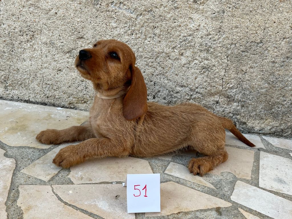 Du Pays Gros Chêne Et Foret - Chiot disponible  - Basset fauve de Bretagne