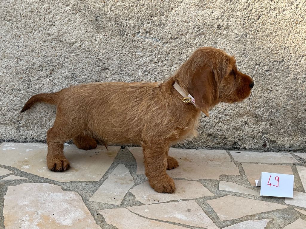 Du Pays Gros Chêne Et Foret - Chiot disponible  - Basset fauve de Bretagne