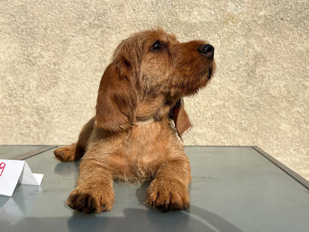 Du Pays Gros Chêne Et Foret - Chiot disponible  - Basset fauve de Bretagne